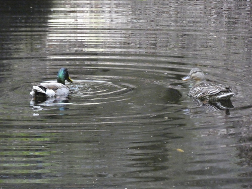 iNaturalist image