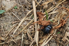 Pentodon bidens punctatus