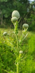 Cirsium nuttalii image