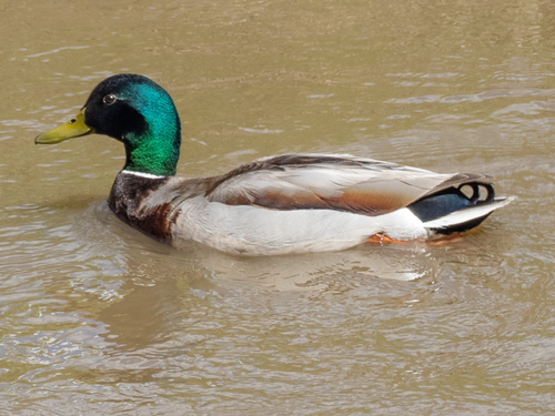 iNaturalist image