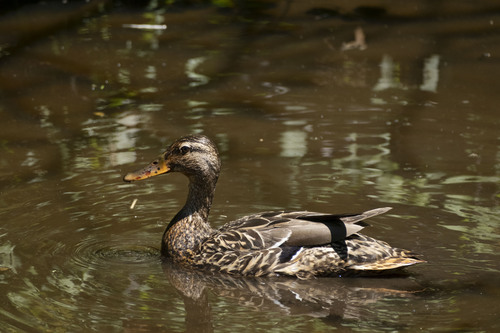 iNaturalist image