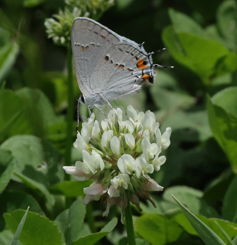 Gray Hairstreak