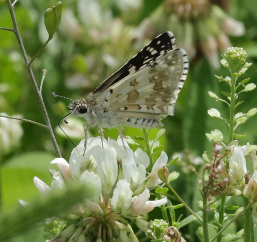 Common Checkered-Skipper