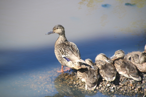 iNaturalist image