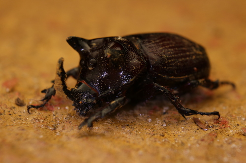 Coelosis bicornis