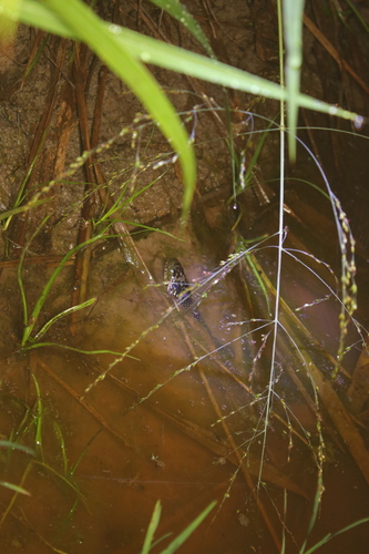 Military Ground Snake