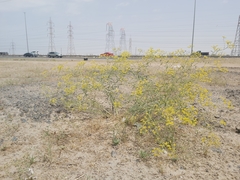 Haplophyllum tuberculatum