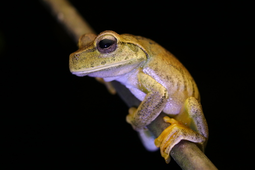 Emerald-eyed Tree Frog