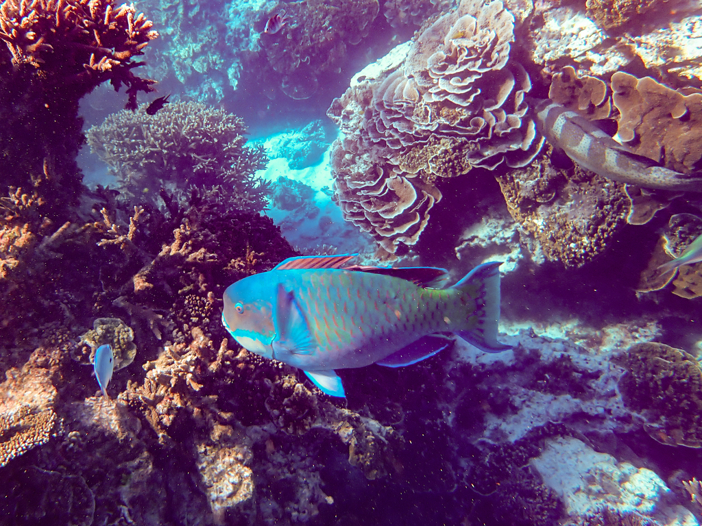 Blunt-head Parrotfish