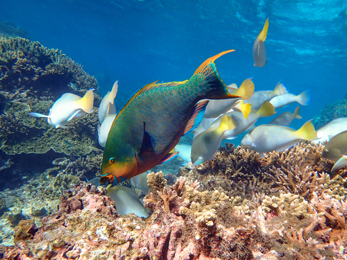 Filament-finned parrotfish (Scarus altipinnis) — Scaridae