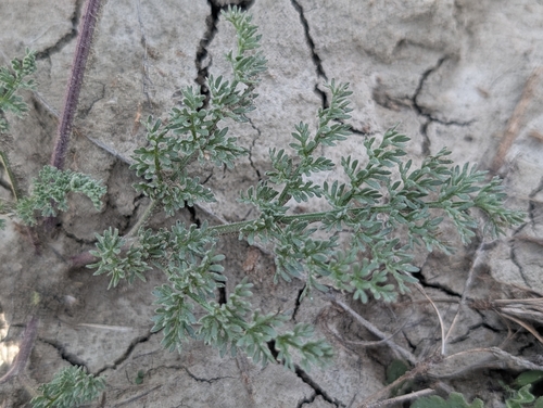 Lomatium foeniculaceum observed 2026-06-06