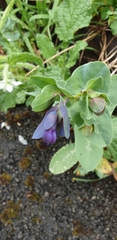 Cerinthe