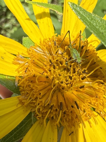 Silphium radula, photograph 6