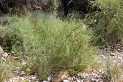 Mentha longifolia subsp. wissii image