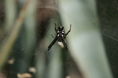 Cyrtophora citricola