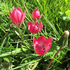 Tulipa humilis