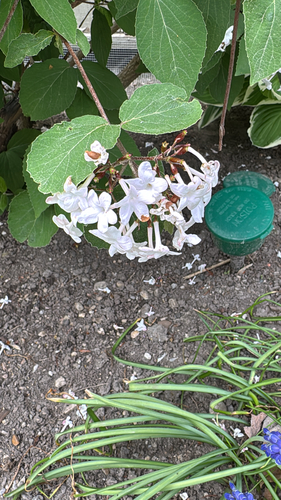 Viburnum carlesii observed 2026-05-22