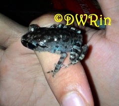 Leptobrachium