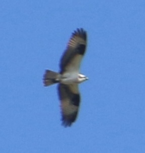 iNaturalist image