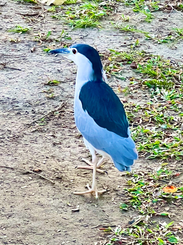 iNaturalist image