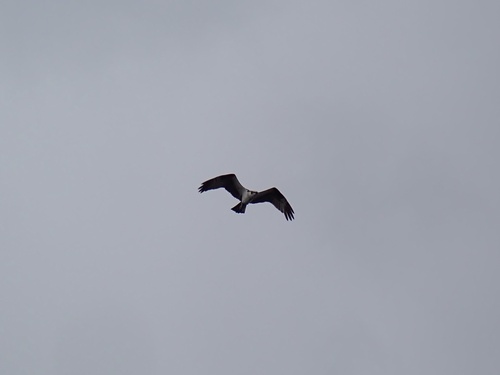 iNaturalist image