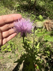 Cirsium engelmannii, photograph (c) ashleyrsteel, some rights reserved (CC BY)