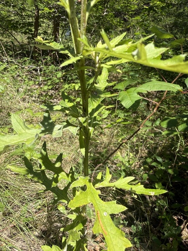 Cirsium engelmannii, photograph 5