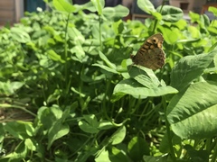 Pararge aegeria