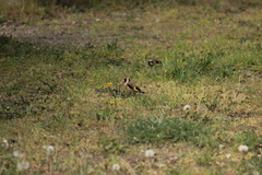 Carduelis carduelis