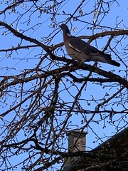 Columba palumbus