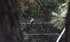 Muscicapa striata