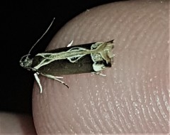 Chaliniastis astrapaea