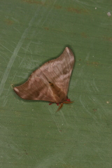 Hylesia dalina