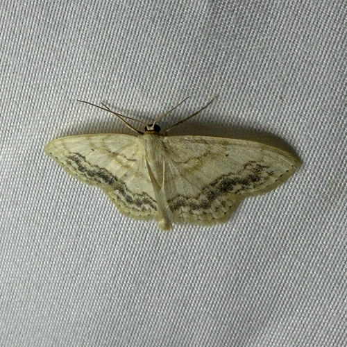 Large Lace-Border Moth