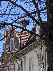Columba palumbus