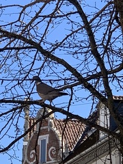 Columba palumbus