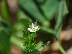 Sabulina tenuifolia