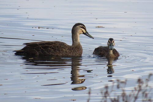 iNaturalist image