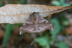 Hylesia dalina