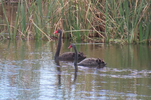 iNaturalist image
