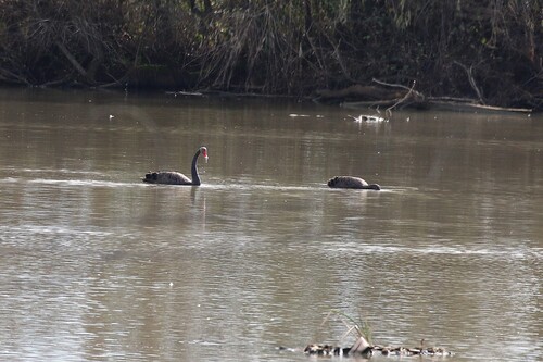iNaturalist image