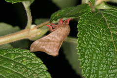 Hylesia dalina