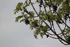 Carduelis carduelis