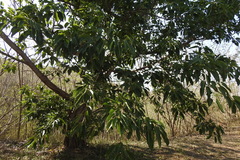 Ficus caulocarpa