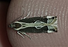 Chaliniastis astrapaea