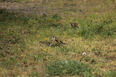Carduelis carduelis