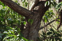 Ficus caulocarpa