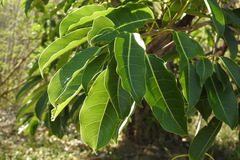 Ficus caulocarpa