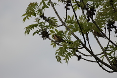 Carduelis carduelis