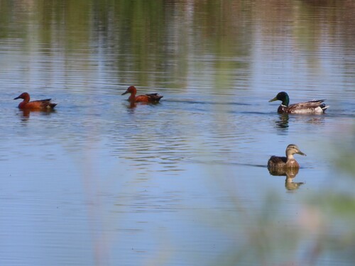 iNaturalist image